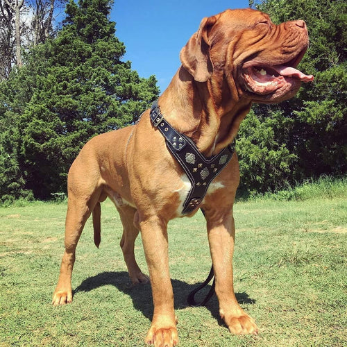 "Aztec Black Chest Plate Harness. 2 Tone Rivet Decorations. Zipper Decoration. Foam and Leather Padding Handmade in Europe.